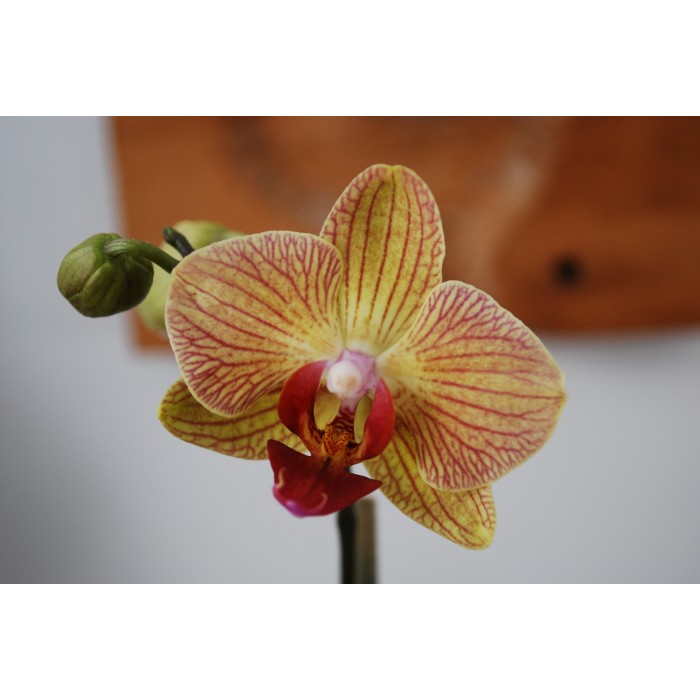 Plante Orchidée